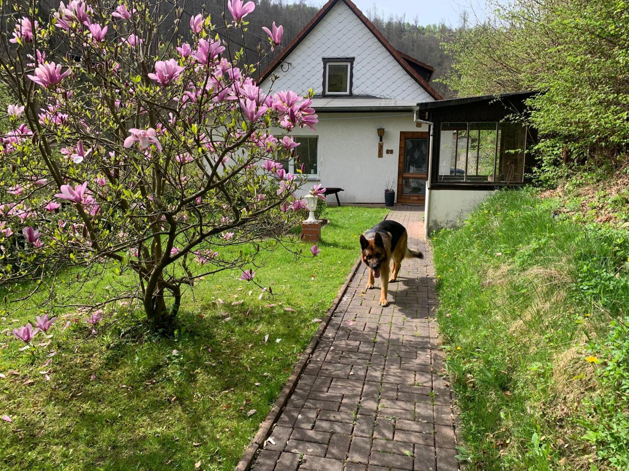 Ferienhaus Andrea Am Bodetal Treseburg エクステリア 写真